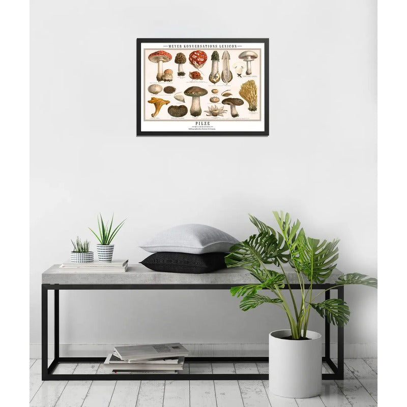 Cuadro Cucumelos Hongos Micología Fungi Biologia Decoracion Marco Negro
