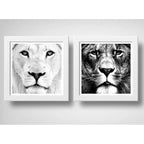 Set 2 Cuadros Leon Blanco Leones Sabiduría Animal Decoracion