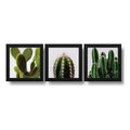 Set 3 Cuadros Cactus Suculentas Plantas Botanico Decoracion