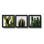 Set 3 Cuadros Cactus Suculentas Plantas Botanico - 33x33cm Marco Negro