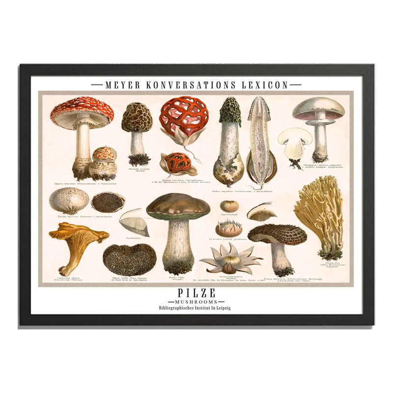 Cuadro Cucumelos Hongos Micología Fungi Biologia Decoracion Marco Negro