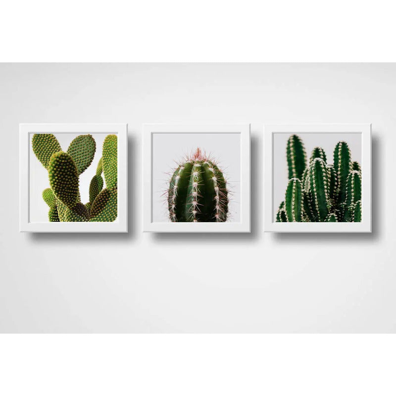 Set 3 Cuadros Cactus Suculentas Plantas Botanico Decoracion
