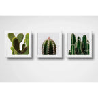 Set 3 Cuadros Cactus Suculentas Plantas Botanico Decoracion