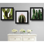 Set 3 Cuadros Cactus Suculentas Plantas Botanico - 33x33cm Marco Negro