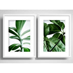 Set 2 Cuadros Hojas Plantas Verdes Decoracion Con Paspartu