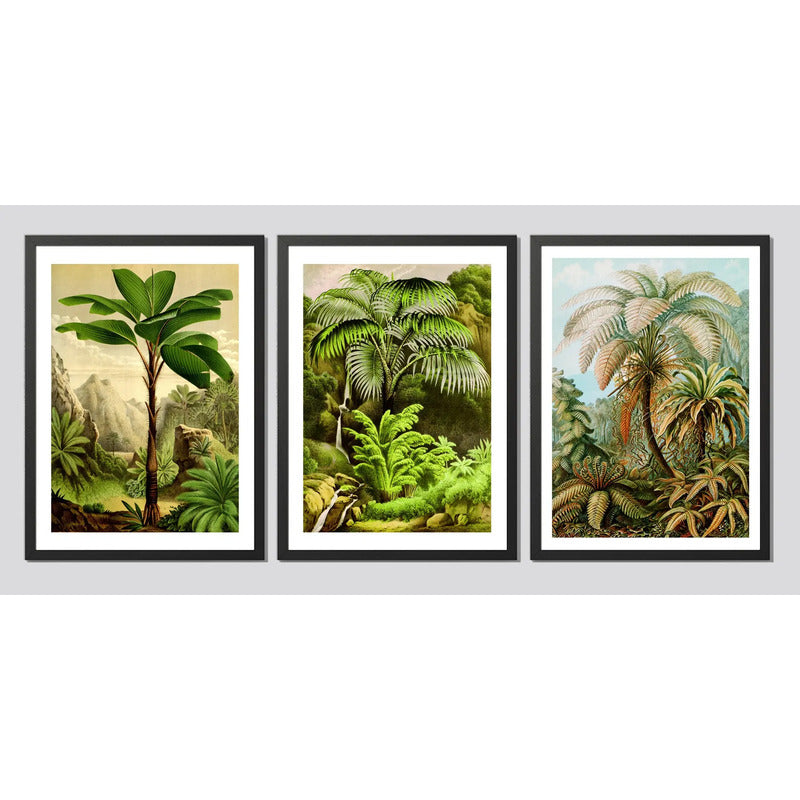 Set 3 Cuadros Arboles Vida Arte Colores Naturaleza Botanica Marco Negro