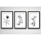 Set 3 Cuadros Flores Hojas Minimalista Blanco Negro Paspartú
