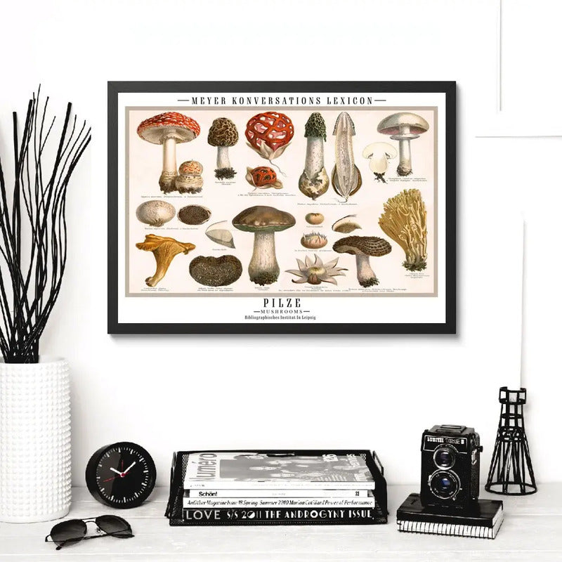 Cuadro Cucumelos Hongos Micología Fungi Biologia Decoracion Marco Negro
