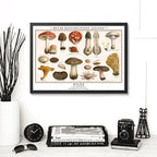 Cuadro Cucumelos Hongos Micología Fungi Biologia Decoracion Marco Negro