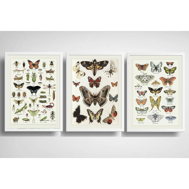 Set 3 Cuadros Mariposas Lepidópteros Entomología Laboratorio