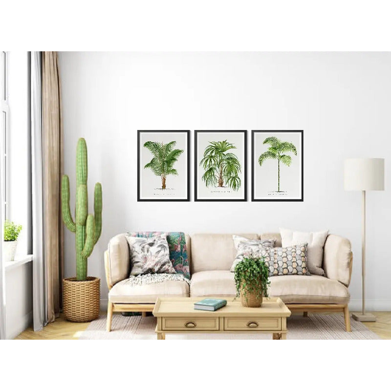 Set 3 Cuadros Palmeras Colección 2 Vintage Plantas Botanico Marco Negro
