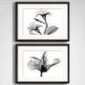 Set 2 Cuadros Flor Minimalista Blanco Y Negro Con Paspartu