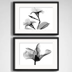 Set 2 Cuadros Flor Minimalista Blanco Y Negro Con Paspartu