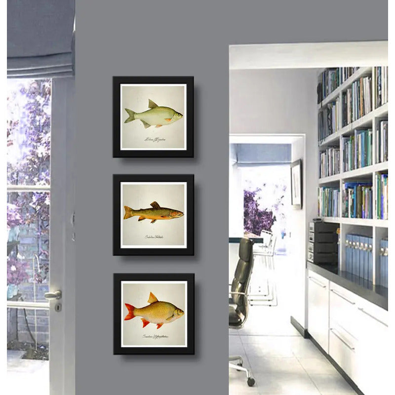 Set 3 Cuadros Peces Especies Biologia Pesca Arte Decoracion