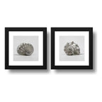 Set 2 Cuadros Conchas Playa Marino Nautico Arte - 33x33cm Marco Negro