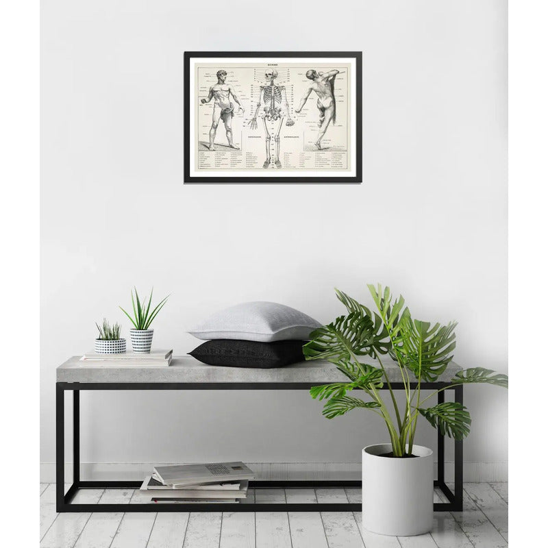 Cuadro Esqueleto Cuerpo Humano Médico Anatomia Clinica Marco Negro