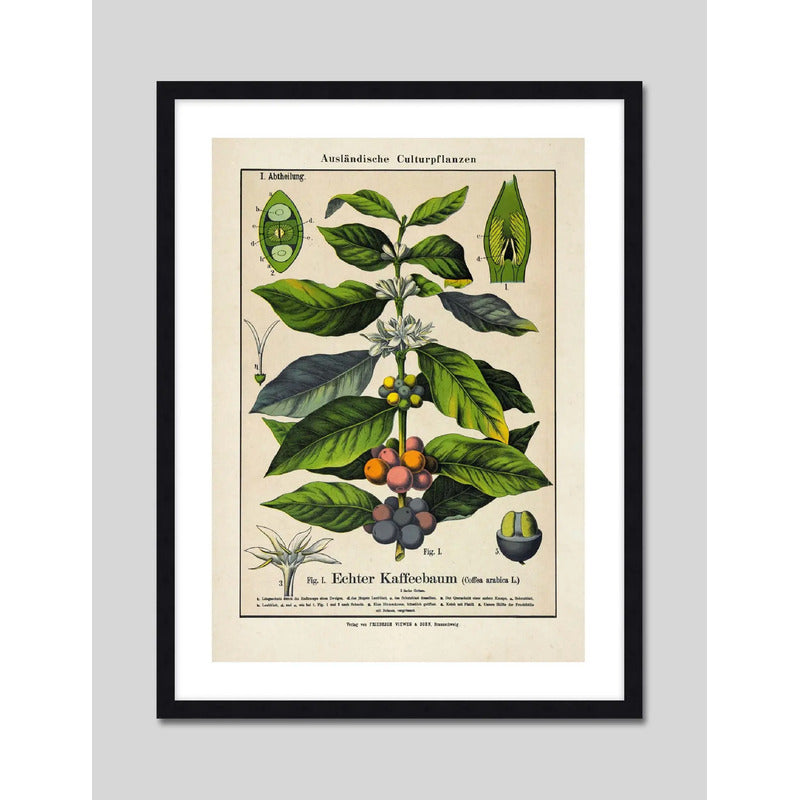Cuadro Café Coffee Verde Arabica Hojas Retro Decoracion Green Coffee Con Marco Negro