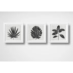 Set 3 Cuadros Hojas Minimalista Blanco Y Negro Arte Botanico