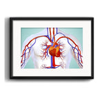 Cuadro Cardiovascular Médico Clinica Cuerpo Humano Paspartú Marco Negro