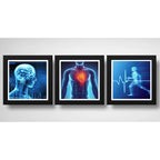 Set 3 Cuadros Medico Rayo X Anatomia Cuerpo Humano Clinica
