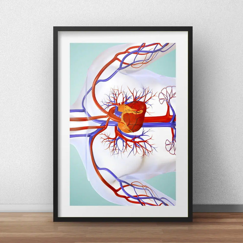 Cuadro Cardiovascular Médico Clinica Cuerpo Humano Paspartú Marco Negro