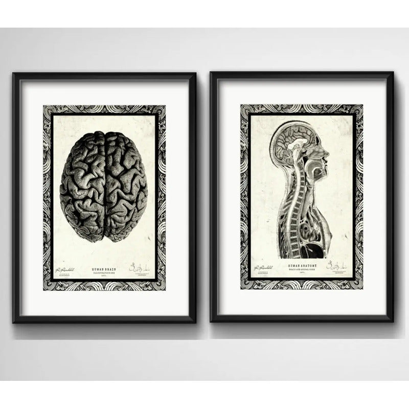 Set 2 Cuadros Anatomia Médico Cuerpo Humano Con Paspartu