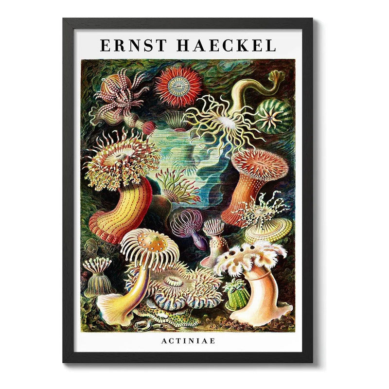 Cuadro Ernst Haeckel Biologia Zoologia Arte Lab Decoracion Actiniae Anémonas De Mar Marco Negro