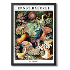 Cuadro Ernst Haeckel Biologia Zoologia Arte Lab Decoracion Actiniae Anémonas De Mar Marco Negro