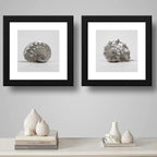 Set 2 Cuadros Conchas Playa Marino Nautico Arte - 33x33cm Marco Negro