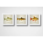 Set 3 Cuadros Peces Especies Biologia Pesca Arte Decoracion