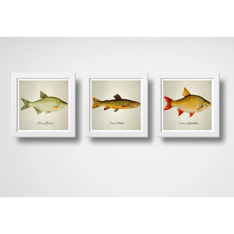 Set 3 Cuadros Peces Especies Biologia Pesca Arte Decoracion