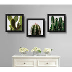 Set 3 Cuadros Cactus Suculentas Plantas Botanico Decoracion