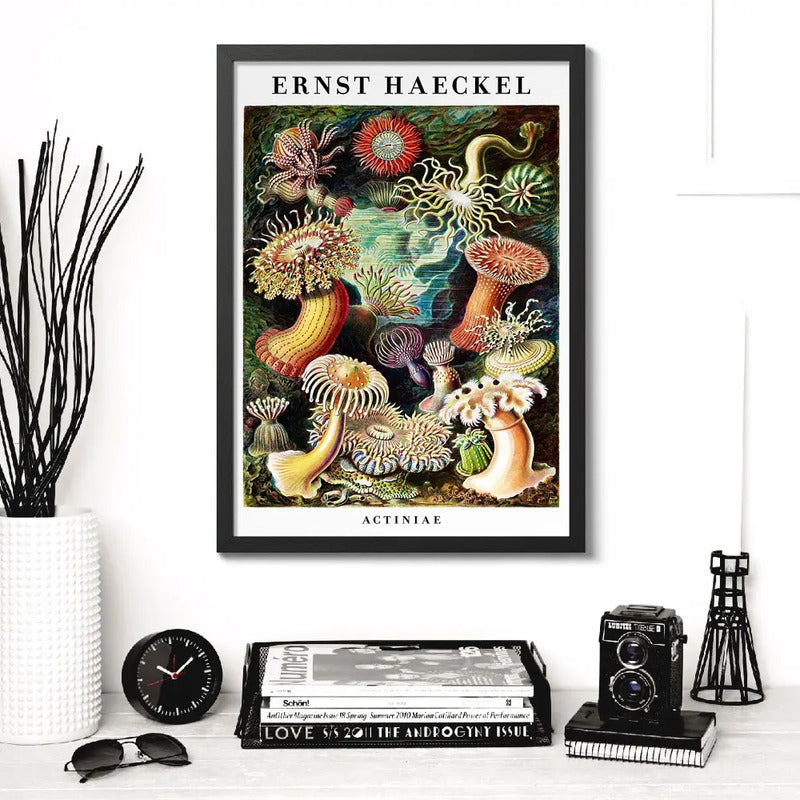 Cuadro Ernst Haeckel Biologia Zoologia Arte Lab Decoracion Actiniae Anémonas De Mar Marco Negro