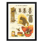 Cuadro La Vida De Una Abeja Miel Naturaleza Vintage Arte Marco Negro
