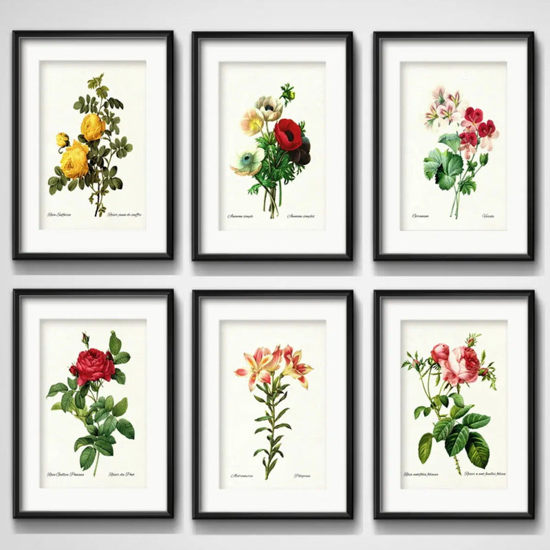 Wall 6 Cuadros Flores Botanica Nombres Arte Marco Paspartú Marco Negro