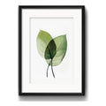 Cuadro Flores Hojas Plantas Botanica Decoracion Con Paspartú Hojas Verdes 1 Con Marco Negro