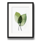 Cuadro Flores Hojas Plantas Botanica Decoracion Con Paspartú Hojas Verdes 1 Con Marco Negro