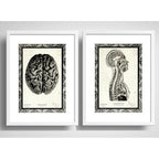 Set 2 Cuadros Anatomia Médico Cuerpo Humano Con Paspartu